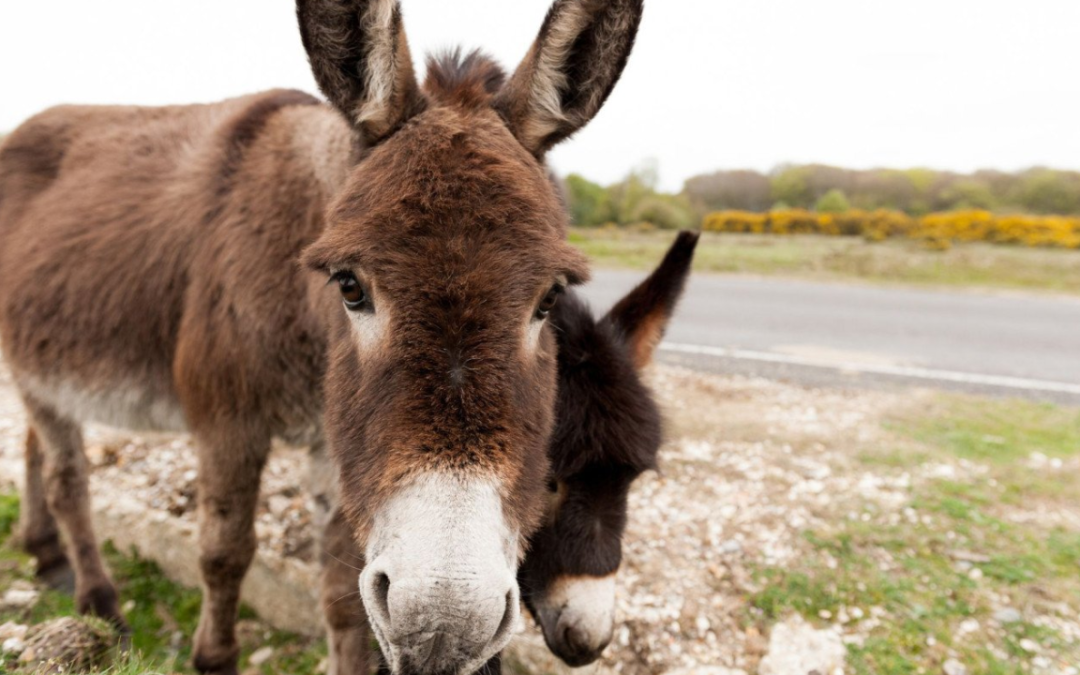 Senderismo con Burros