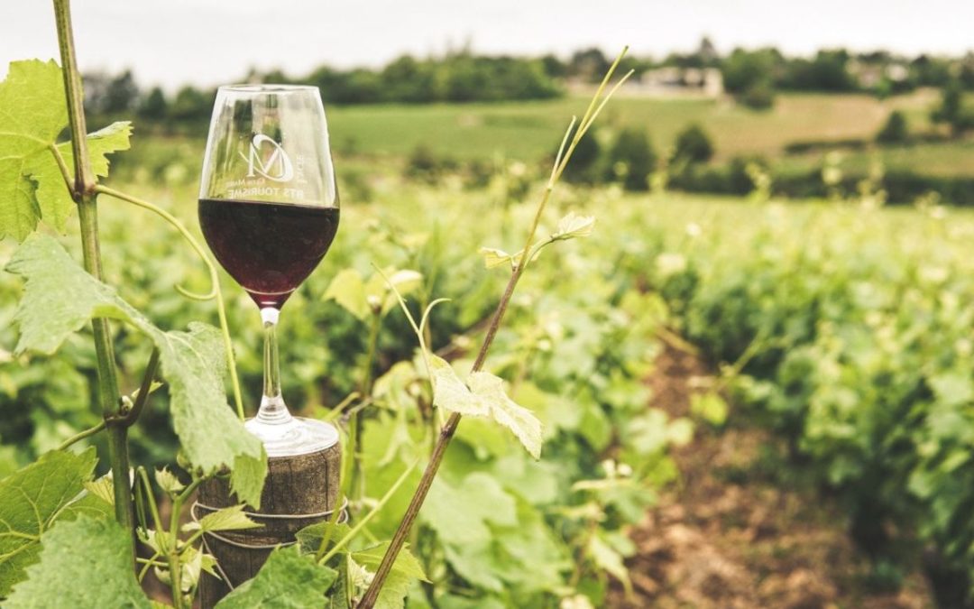 Visita a Bodega en Jumilla