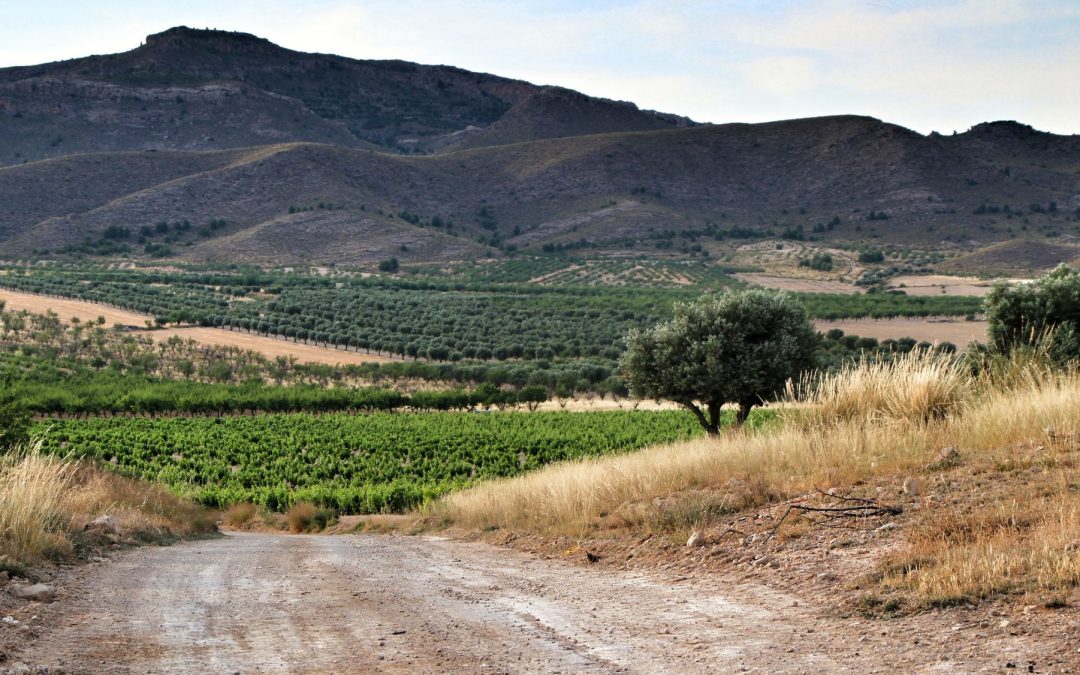 Ruta en bicicleta guiada Jumilla