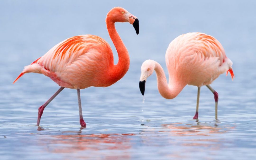 Avistamiento de Aves en la Costa Cálida Paraíso para Amantes de la Naturaleza