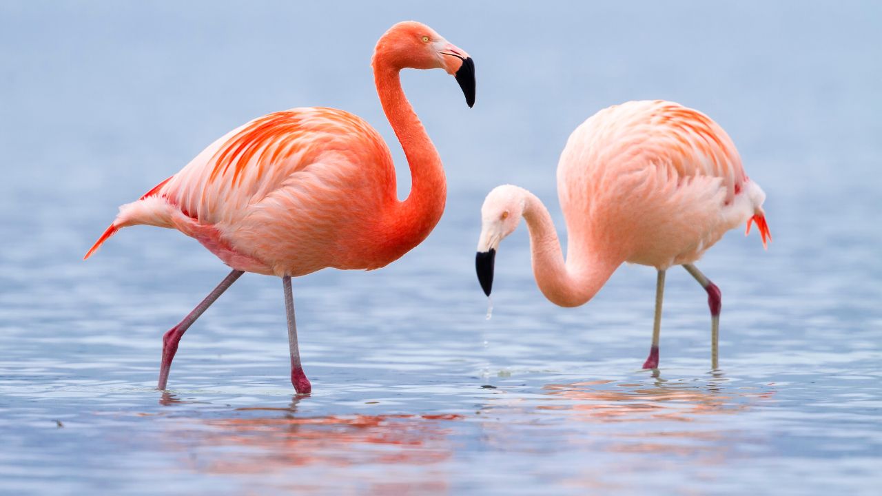 Avistamiento de Aves en la Costa Cálida Paraíso para Amantes de la Naturaleza