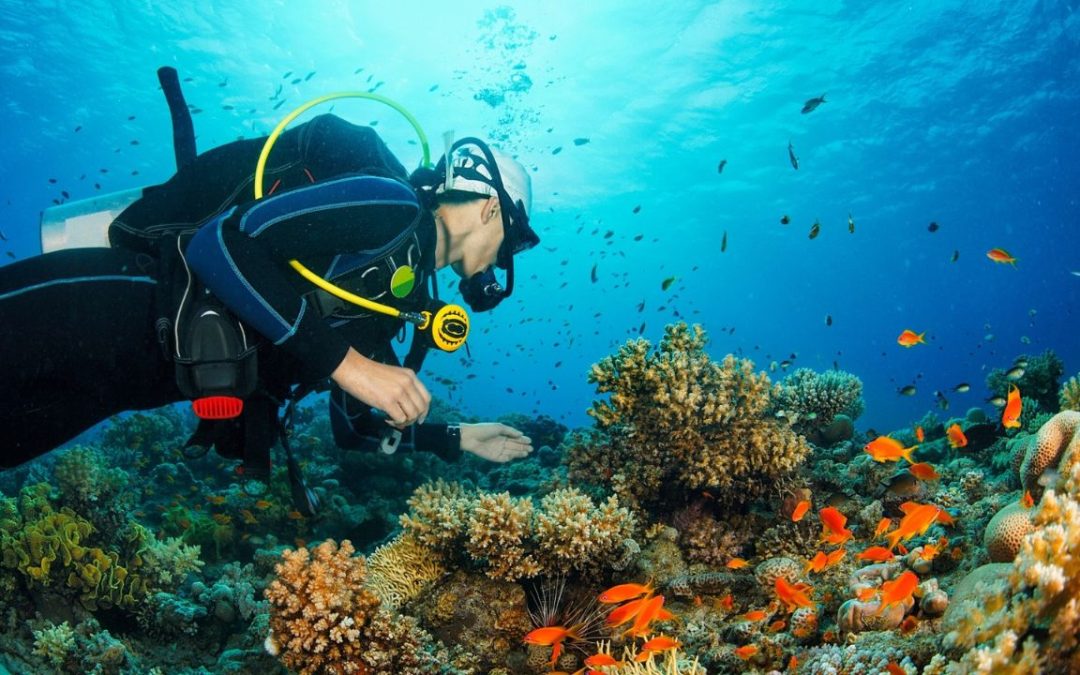 Buceo en Cabo de Palos: Sumérgete en un Mundo Marino Único