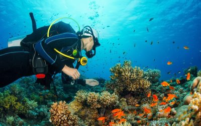 Buceo en Cabo de Palos: Sumérgete en un Mundo Marino Único