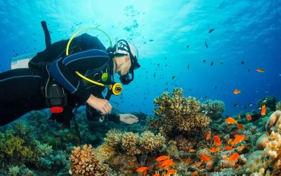 Buceo en Costa Cálida: sumérgete en un paraíso submarino