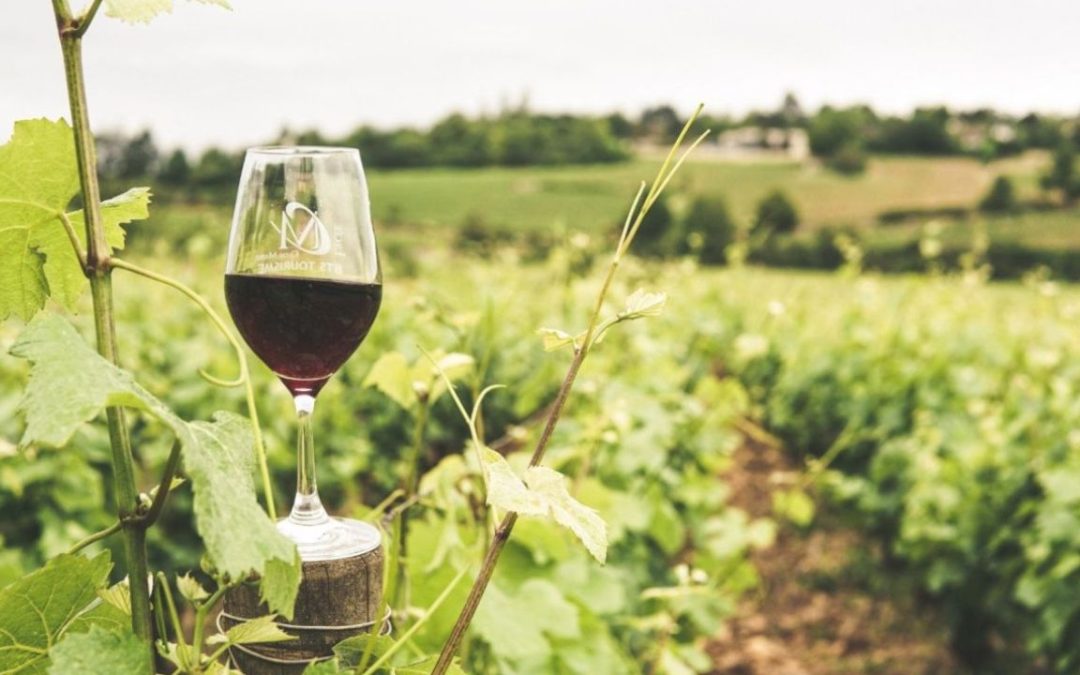 Viñedos y bodegas de la Costa Cálida
