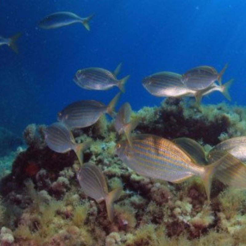 reservar escapadas de buceo en la Costa Cálida