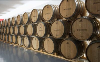 Enoturismo en la Región de Murcia: una experiencia que une vino, paisaje y cultura