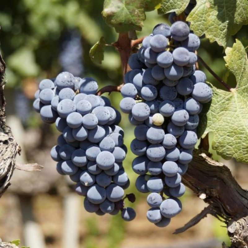 Enoturismo en Jumilla, Región de Murcia Enoturismo en Jumilla, Región de Murcia