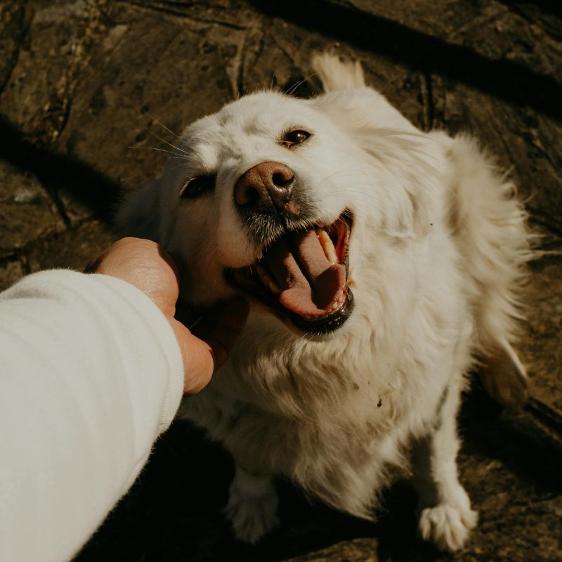 alojamientos pet friendly en la Costa Cálida