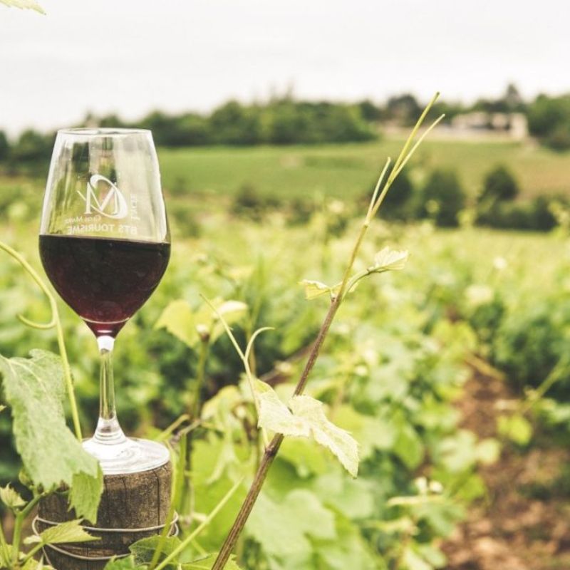 Cata de vinos en Jumilla